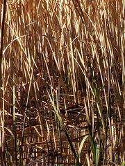 Acrocephalus australis