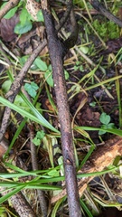 Ascomycota