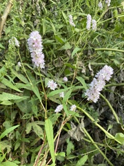 Persicaria bicornis