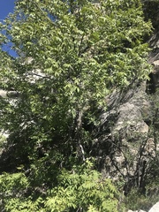 Juglans major