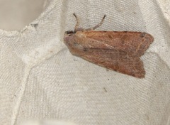 Agrochola lychnidis