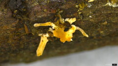 Ascomycota