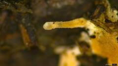 Ascomycota