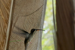 Phaethornis anthophilus anthophilus