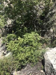 Juglans major
