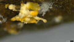Ascomycota