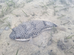 Tetractenos hamiltoni