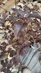 Physocarpus opulifolius