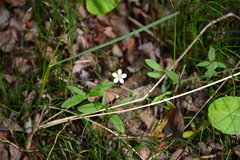 Moehringia