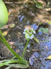 Sagittaria platyphylla