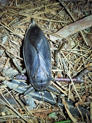 Lethocerus americanus