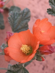 Sphaeralcea parvifolia
