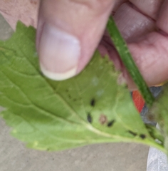Aphis gossypii