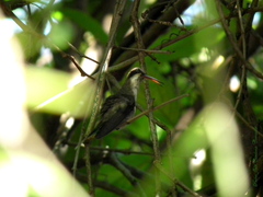 Phaethornis anthophilus anthophilus