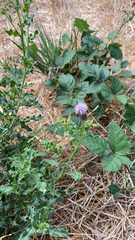 Cirsium arvense