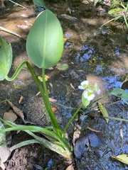 Sagittaria platyphylla