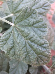 Sphaeralcea parvifolia