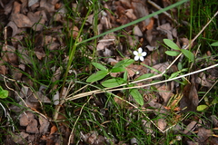 Moehringia