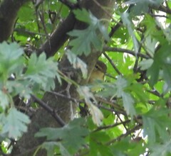 Phylloscopus collybita