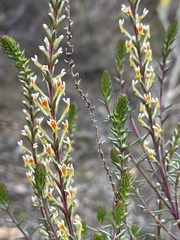 Hebenstretia integrifolia