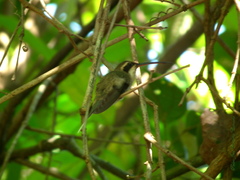 Phaethornis anthophilus anthophilus