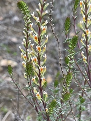 Hebenstretia integrifolia