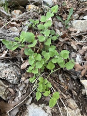 Carlowrightia torreyana