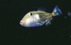 Meuschenia freycineti