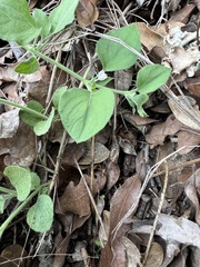 Carlowrightia torreyana