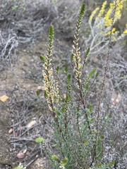 Hebenstretia integrifolia