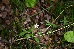 Moehringia