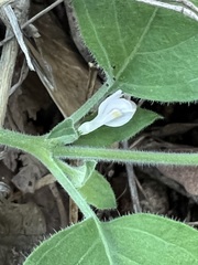 Carlowrightia torreyana