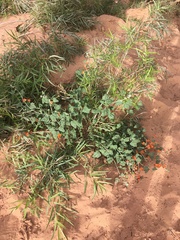 Sphaeralcea parvifolia