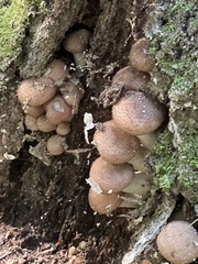 Armillaria sinapina