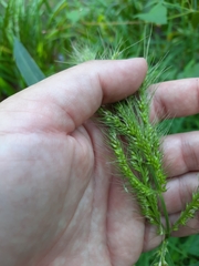 Echinochloa walteri