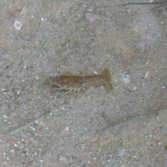 Procambarus simulans