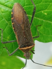 Phthiacnemia picta