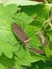 Phthiacnemia picta