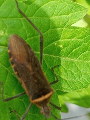 Phthiacnemia picta