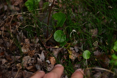 Equisetum scirpoides