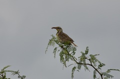 Sturnella magna lilianae