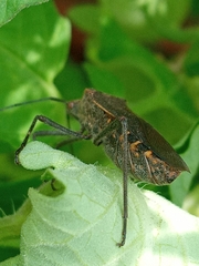 Phthiacnemia picta