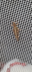 Melanoplus sanguinipes