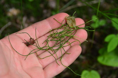 Equisetum scirpoides