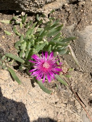 Delosperma cooperi