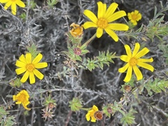 Osteospermum polygaloides
