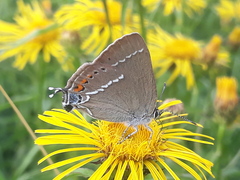 Satyrium spini