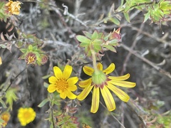 Osteospermum polygaloides