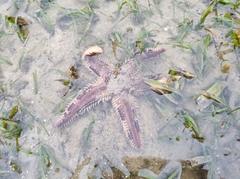Astropecten polyacanthus