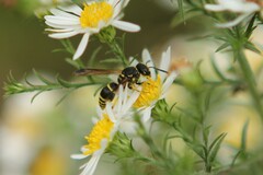 Ancistrocerus catskill